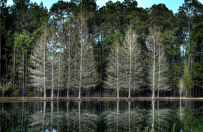 Trees, Georgia, Photoshop CS5
