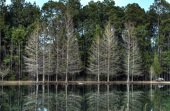 Trees, Georgia, Photoshop CS5