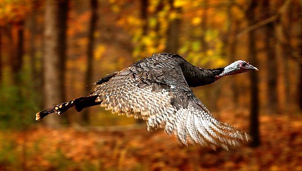 turkey